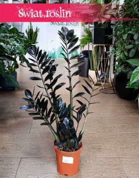 Zamiokulkas Raven do kupienie w sklepie internetowym z  popularnymi  i modnymi roślinami doniczkowymi, Zamioculcas Raven
