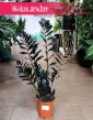 Zamiokulkas Raven do kupienie w sklepie internetowym z  popularnymi  i modnymi roślinami doniczkowymi, Zamioculcas Raven