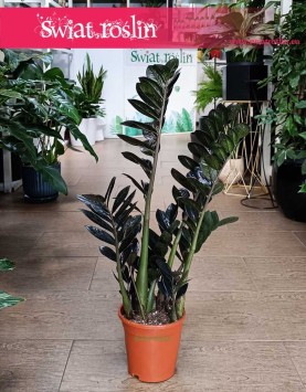 Łatwy w uprawie Zamiokulkas Raven kup w sklep internetowy online wraz z  wysyłką, Zamioculcas Raven