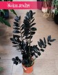 Zamiokulkas Raven kolekcjnonerska roślina do biura do firmy do mieszkania do domu, Zamioculcas Raven