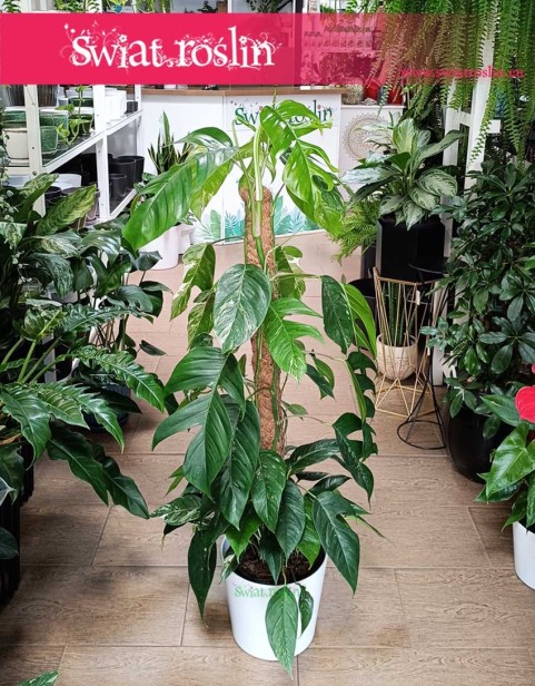 Epipremnum Pinnatum Albo Variegata