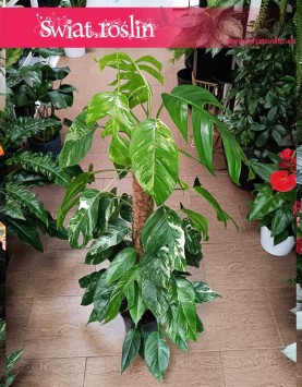 Kolekcjonerskie Epipremnum Pinnatum Albo Variegata do kupienia w sklepie w Krakowie lub online