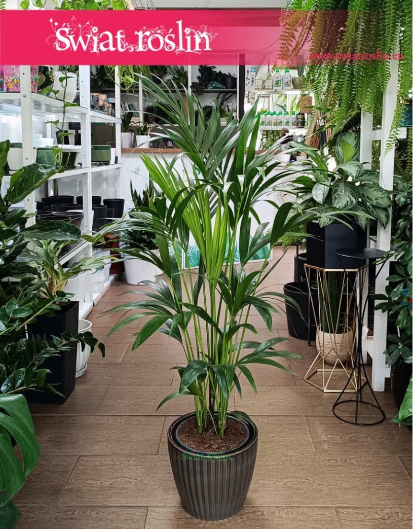 Kentia, Kencja, Palma Howea Forsteriana