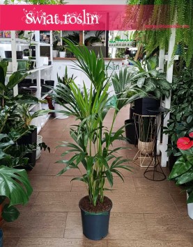 Kentia, Kencja, Palma Howea Forsteriana do kupienia online internetowo z dostawą
