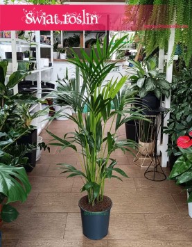 Kentia, Kencja, Palma Howea Forsteriana roślina do biura lub firmy do kupienia w Krakowie