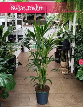 Kentia, Kencja, Palma Howea Forsteriana łatwa w uprawie palna z dostawą do domu lub biura