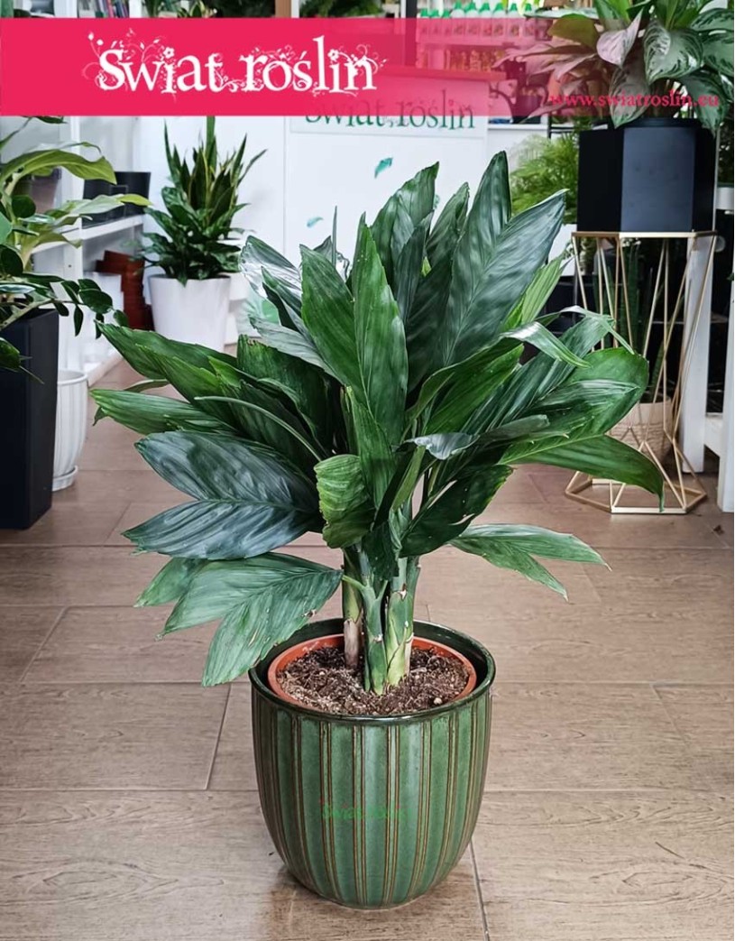 Chamaedorea Metallica, Palma Chamedora Metallica