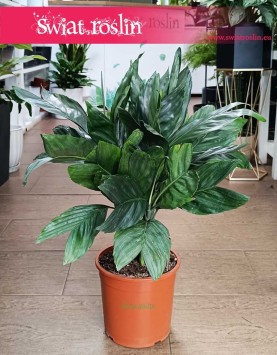 Chamaedorea Metallica do kupienia w sklepie z roślinami doniczkowymi najlepsza cena szybka dostawa