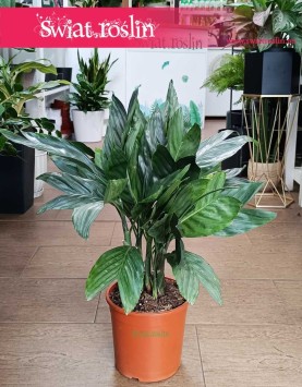 łatwa w uprawie Chamaedorea Metallica , oczyszczająca powietrze Chamedora Metallica do kupienia przez internet