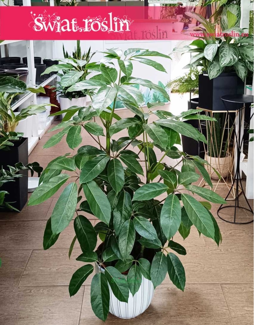 Roślina Schefflera Amate, Szeflera Amate, Szeflera parasolowata