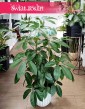 Roślina Schefflera Amate, Szeflera Amate, Szeflera parasolowata