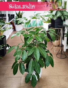 Schefflera Amate, Szeflera Amate wysyłka ze sklepu online, Szeflera parasolowata