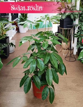 Schefflera Amate, Szeflera Amate do kupienia w sklepie w KRakowie, Szeflera parasolowata kup w sklepie online