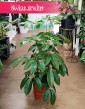 Schefflera Amate, Szeflera Amate do kupienia w sklepie w KRakowie, Szeflera parasolowata kup w sklepie online