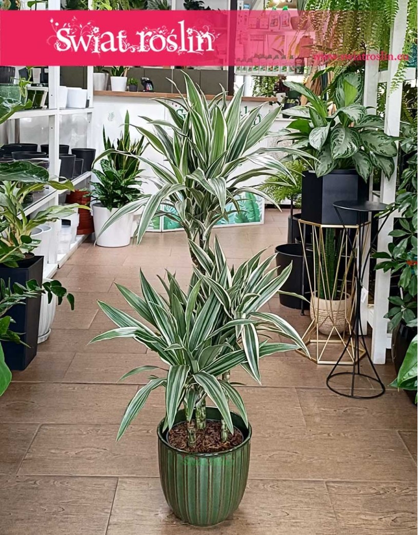 Dracaena Fragrans White Stripe, Dracena Wonna White Stripe