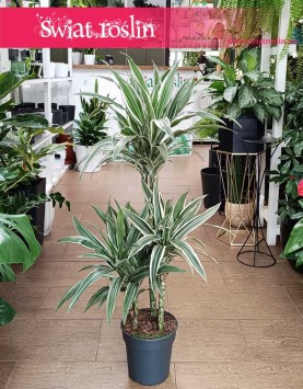 Dracaena Fragrans White Stripe, Dracena Wonna White Stripe sklep z  dużymi roślinami doniczkowymi wysyłka roślin