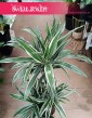 Dracaena Fragrans White Stripe, Dracena Wonna White Stripe sklep z roślinami doniczkowymi internetowy online