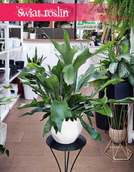 Platycerium, Płaskla, paproć Łosie rogi