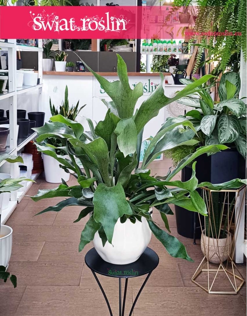 Platycerium, Płaskla, paproć Łosie rogi