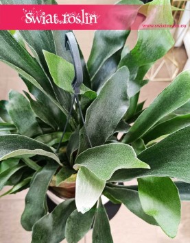 Platycerium, Płaskla, paproć Łosie rogi do kupienia w sklepie z roślinami w Krakowie