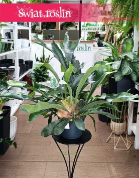 Platycerium kup w  sklepie internetowym online wysyłka, Płaskla, Łosie rogi