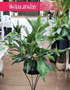 oczyszczającea powietrze paproć Platycerium Bifurcatum kup z wysyłką ze sklepu online internetowego, Łosie rogi, Płaskla