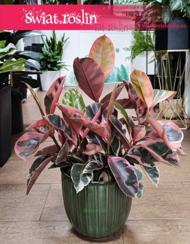 Ficus Elastica Belize duży rozmiar, Fikus Elastica Belize, Fikus Sprężysty