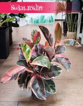 Ficus Elastica 'Belize' Fikus