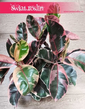 Ficus Elastica Belize, Fikus Elastica Belize, Fikus Sprężysty, Fikus sklep internetowy z roślinami online