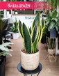 Sansevieria Trifasciata Fire, Sansewiera Fire