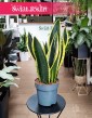 Oczyszczająca powietrze Sansevieria Trifasciata Fire z dostawą online, Sansewiera Fire