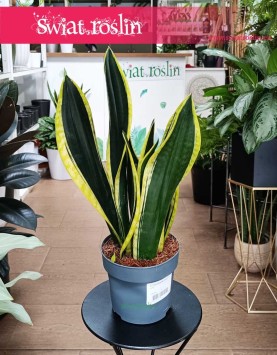 łatwa w uprawie Sansevieria Trifasciata Fire do kupienia s klepie internetowym online, Sansewiera Fire
