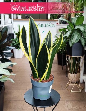 do biura do firmy do salonu Sansevieria Trifasciata Fire kup online z wysyłką, Sansewiera Fire
