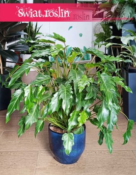 Filodendron Xanadu, Philodendron Xanadu, Thaumatophyllum Xanadu