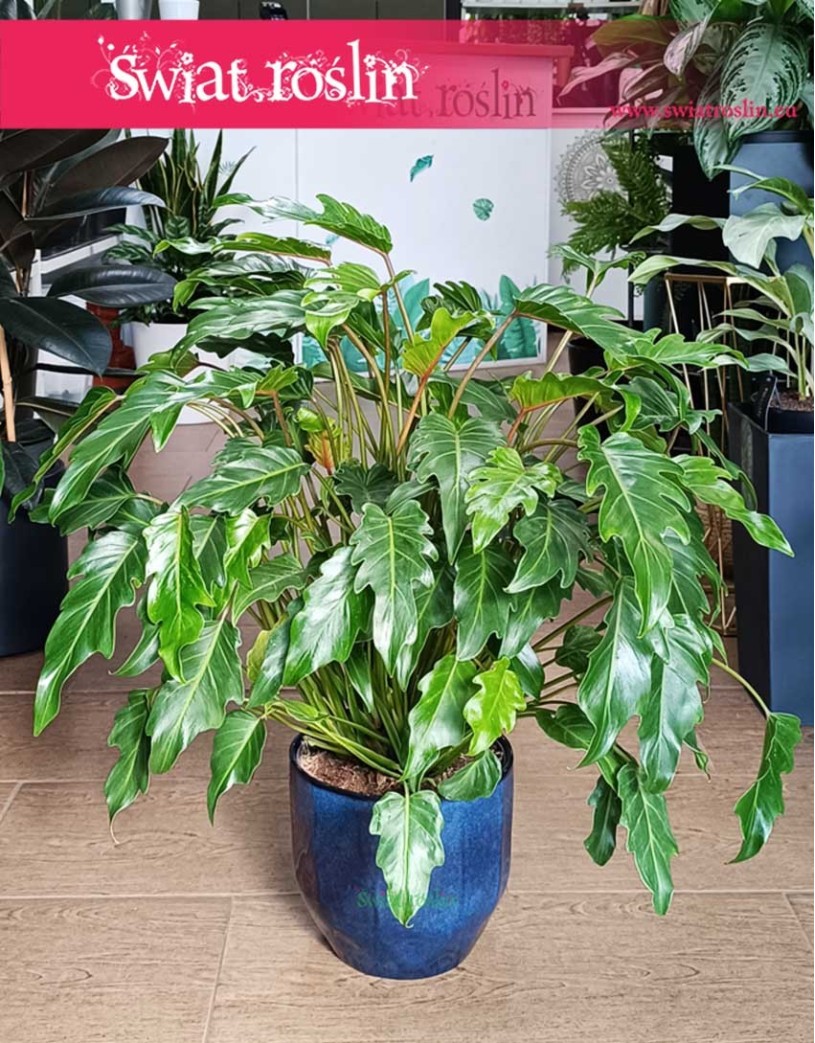 Filodendron Xanadu, Philodendron Xanadu, Thaumatophyllum Xanadu