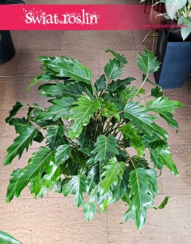 oczyszczający powietrze Filodendron Xanadu, Philodendron Xanadu, Thaumatophyllum Xanadu