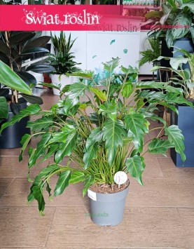 Filodendron Xanadu wspaniały do biura do firmy z dostawą ze sklepu, Philodendron Xanadu, Thaumatophyllum Xanadu