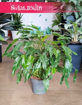 Filodendron Xanadu kup z dostawą pod drzwi elegancką roślinę doniczkową, Thaumatophyllum Xanadu