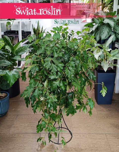 Cissus Rombolistny Ellen Danica, Cisus Rombolistny Ellen Danica