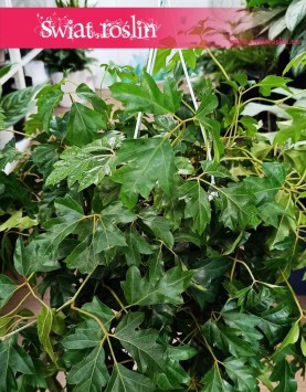 Cissus Rombolistny Ellen Danica kup w sklepie w Krakowie online wysyłka, Cisus Rombolistny Ellen Danica