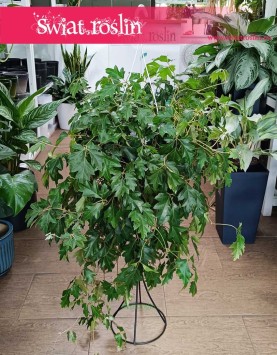 oczyszczający powietrze Cissus Rombolistny Ellen Danica z dostawą ze sklepu online