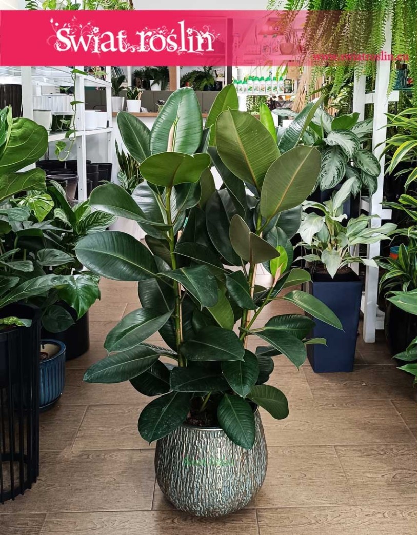 Wielki Fikus sprężysty Robusta, Wielki Figowiec sprężysty Robusta, Duży Ficus Elastica Robusta