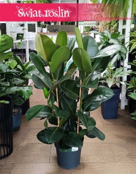 Wielki Fikus sprężysty Robusta, Duży Ficus Elastica Robusta sklep z fikusami w Krakowie online