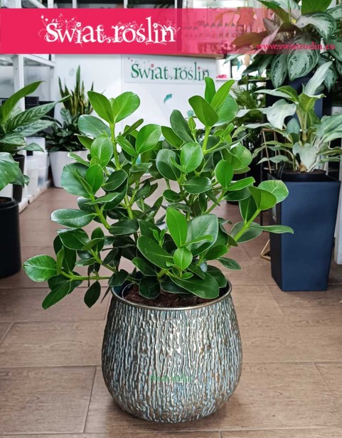 Wielka Kluzja, Okrętnica, Duża Clusia Rosea Princess