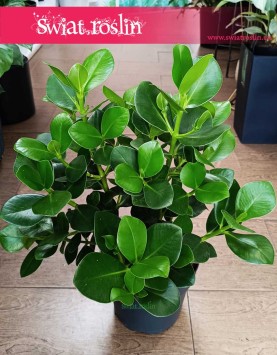 Wielka Kluzja do kupienia w sklepie online internetowym, Okrętnica, Duża Clusia Rosea Princess