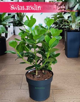 Wielka Kluzja kup z dostawą do biura do firmy do mieszkania, Okrętnica, Duża Clusia Rosea Princess