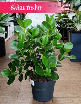 Wielka Kluzja kup w Krakowie lub online z wysyłką online, Okrętnica, Duża Clusia Rosea Princess