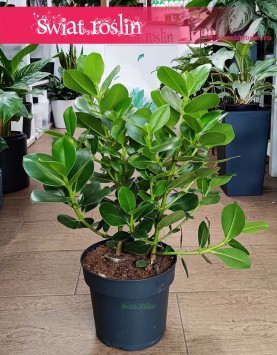 Oczyszczająca powietrze Wielka Kluzja Rosea Princess do biura, do firmy. Kup z dostawą online