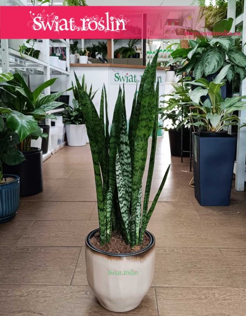 Sansevieria Zeylanica, Sansewieria Zeylanica