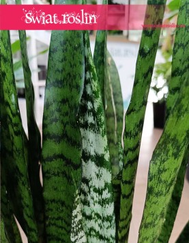 oczyszczająca powietrze Sansevieria Zeylanica do kupienia online z dostawą, Sansewieria Zeylanica